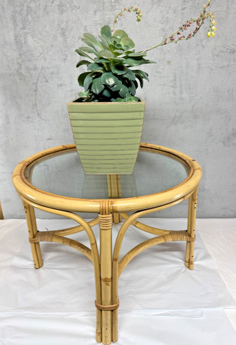 Vintage angraves style bamboo - angraves,